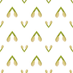 maple seeds isolate on white background