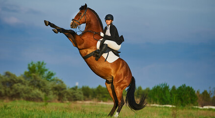 horse rider girl riding a horse. The horse stood on its hind legs