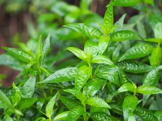 King of bitters scientific name Andrographis paniculata Burm Wall Ex Nees Fah Talai jhon Thai herbs...