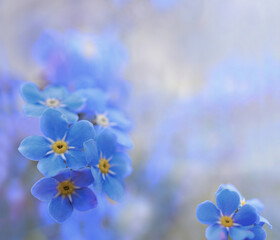 Blue flowers on a light background