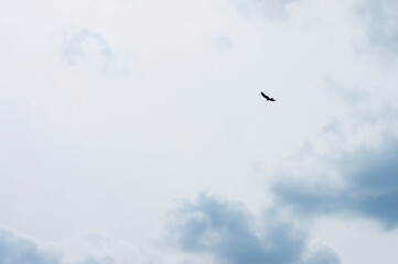 silhouette bird on sky background