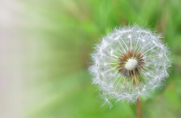 Dandelion with ajar core on a green background