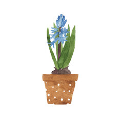 Watercolor hand drawn  spring blue or purple  hyacinth in pot isolated on white background. Illustration  of one bulb flower in ceramic brown pot with dots ornament.