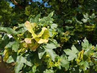 &eacute;rable et ses graines ail&eacute;es