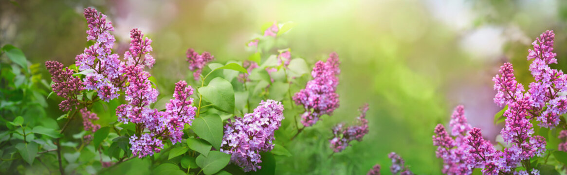 Branches of lilac flowers. Lilac shrubs flowering in spring time. Spring banner. Floral background.