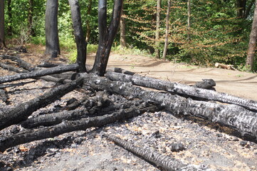 Forest fire in the forest