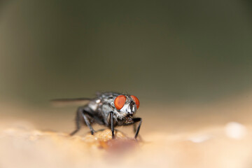 Common house fly in habitable environments located in an open  open.   
 In spring this insects make their appearance in all social  and human settings 