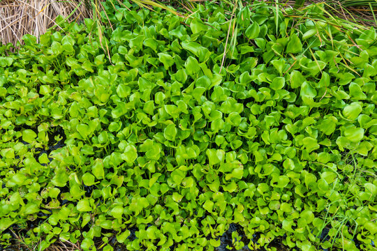 Common water hyacinth, an aquatic plant native from the Amazon basin, often cause problem growing too fast, blocking the traffic in the waterway.