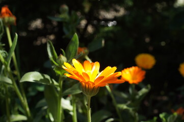 Obraz premium Ringelblume