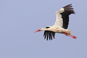 Beautiful white stork (Ciconia ciconia) in flight. Migratory bird from Africa spending the winter in Europe (Lugo,  Spain). Colorful wild bird background. Stork bringing branches to build the nest.