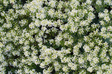 photo background texture small white flowers
