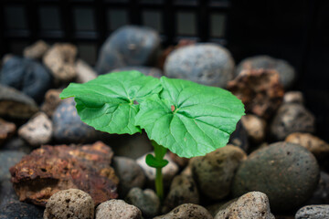 Bitter melon seedlings that germinate in stone baskets in the aquaponics system.