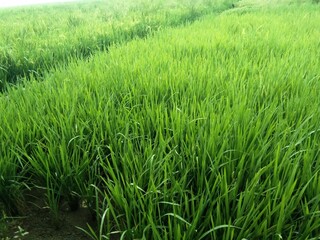 rice field in indonesia