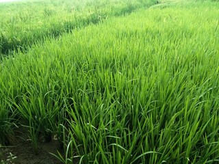 green rice field