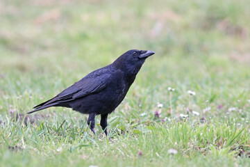 Close up of an european black crow (Corvus corone) on a green field with flowers. Portrait of a stunning bird with black and metalic colors. Black crows are one of the species with bigger distribution