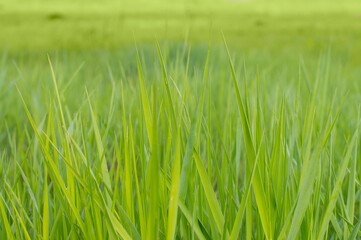 photo background texture green grass
