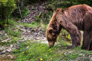 Big Brown bear (ursus arctos) on the forest background, animal in the wild. National Nature Park Synevyr, Carpathian mountains, Brown bears rehabilitation center, Transcarpathian region, Ukraine