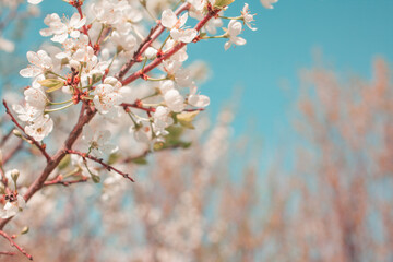 .Blooming apple tree in spring time.
