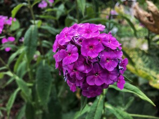 purple lilac flowers