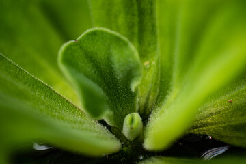 close up lotus leaf background
