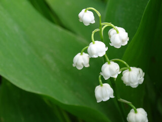 Naklejka na ściany i meble white Lily of the valley flowers on a green background