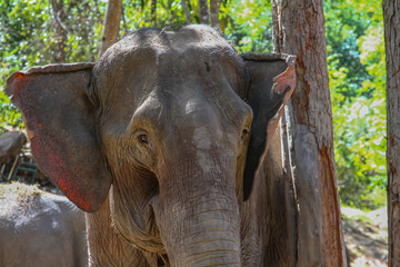 Portrait of an old elephant in Thailand