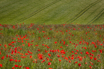 Poppies and wheat in the Sussex countryside