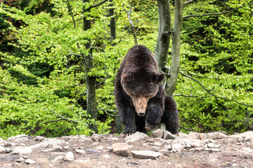 Big Brown bear (ursus arctos) on the forest background, animal in the wild. National Nature Park Synevyr, Carpathian mountains, Brown bears rehabilitation center, Transcarpathian region, Ukraine