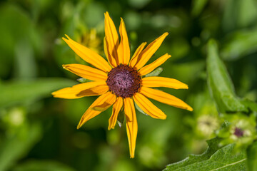 Blossoms of coneflowers (rudbeckia) in yellow and orange