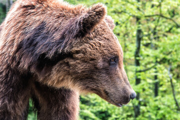 Big Brown bear (ursus arctos) on the forest background, animal in the wild. National Nature Park Synevyr, Carpathian mountains, Brown bears rehabilitation center, Transcarpathian region, Ukraine