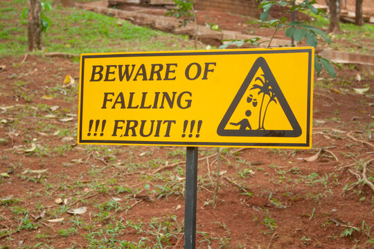 Warning sign "Beware of falling fruit" in Thailand