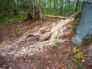 Beaver bite in Germany overview