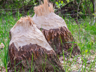Beaver bite in Germany two tree stumps