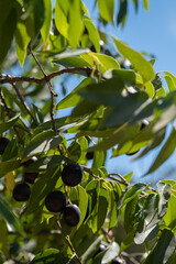 Olive tree and grapes in the summer