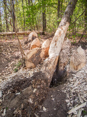 Beaver bite in Germany vertical