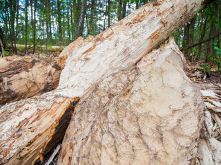 Beaver bite in Germany