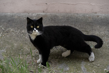 Black cat walks on the street