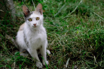 Naklejka na ściany i meble Beautiful stray cat sits on the grass