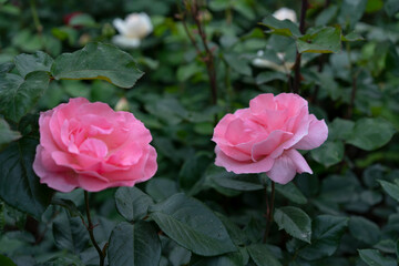 Blooming buds of pink roses with green leaves