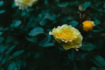 Yellow buds of blooming roses