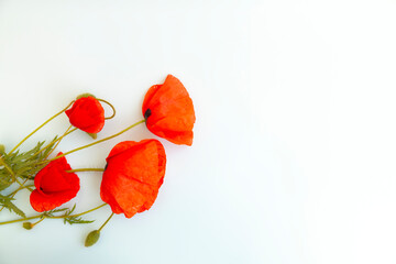 red poppies bouquet on empty background