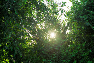 Fototapeta na wymiar Naturaleza y árboles con luz del sol al atardecer