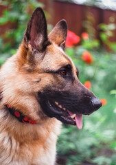 German Shepherd in the background of flowers. The dog is in flowers.