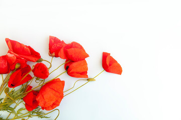 red poppies bouquet on empty background