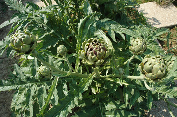 Au jardin : artichauts sur pied
