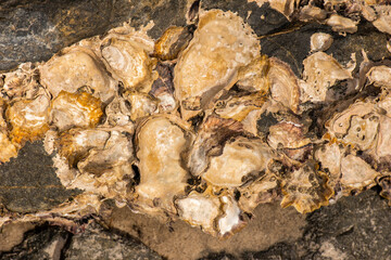 Real Oyster Shells detailed macro closeup texture or background
