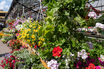 Outdoor flower market in spring. Close-up counter with flowers for sale.