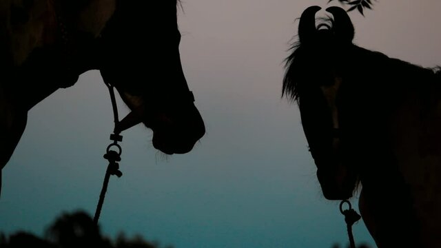 Two horses are playing together. Selective focus without noise,two horse portrait close-up in love.horse connection 