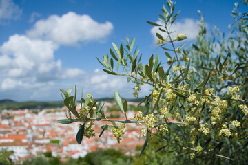 Olive Tree over village background