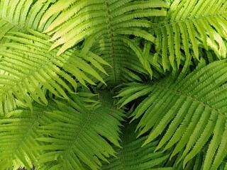 fern leaf background